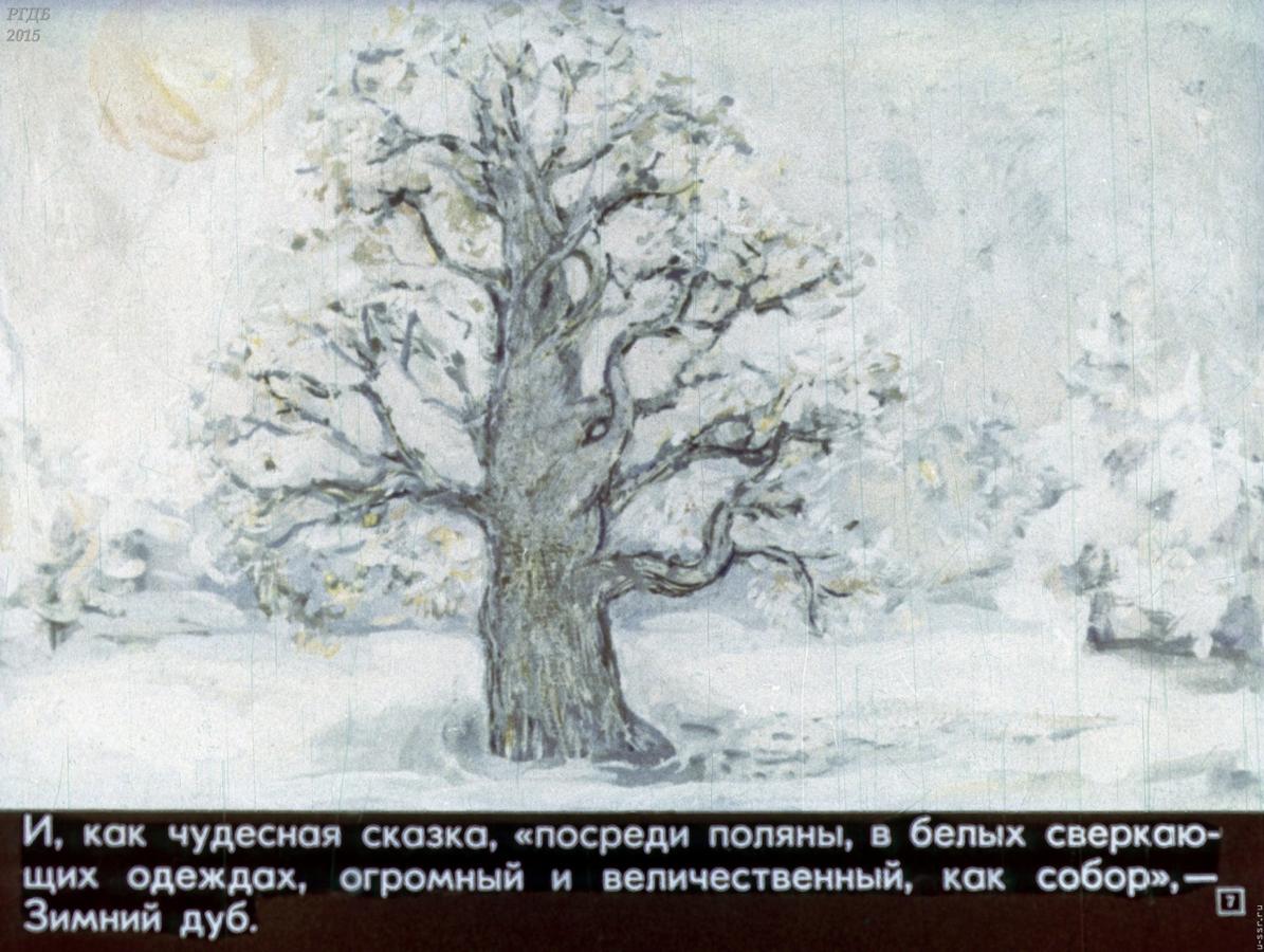 Какое впечатление произвел зимний дуб на учительницу. Ю Нагибин зимний дуб. Юрия Нагибина «зимний дуб».