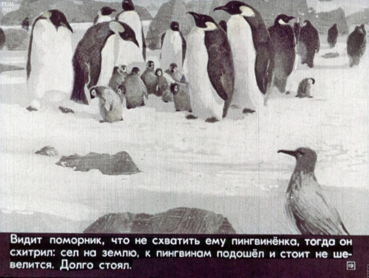 Про пингвинов снегирев занятие в старшей группе. Г Снегирева про пингвинов рассказ. Иллюстрации из книги про пингвинов Снегирев. Пингвиний пляж Снегирев.