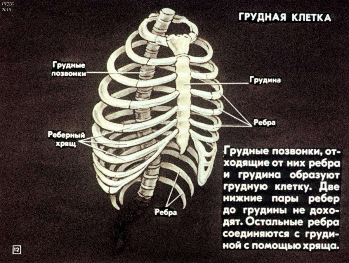 Сколько ребер у человека мужчины и женщины. Скелет грудной клетки ребра. Скелет человека грудная клетка кости рёбра. Грудная клетка ребра строение. Строение грудной клетки человека анатомия скелета.