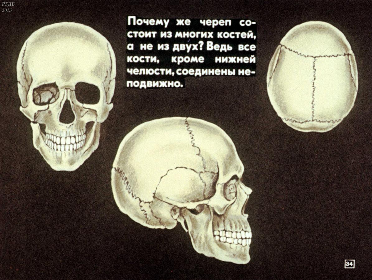 Все кости черепа соединены друг с другом. Неподвижное соединение костей черепа. Соединение костей черепа 8 класс.