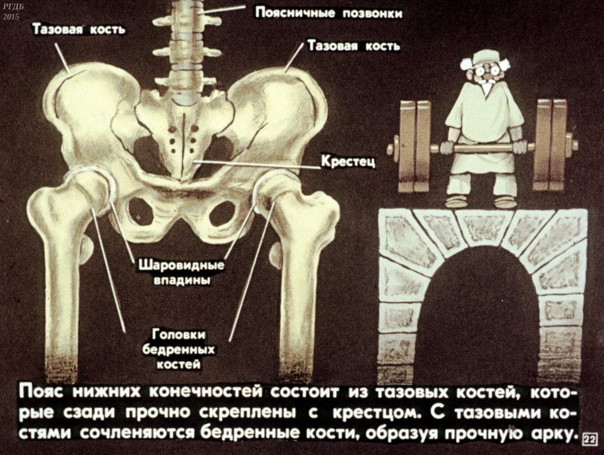 Тазовые кости скелета человека. Скелет таза человека с описанием. Скелет тазовой кости. Названия тазовых костей человека.