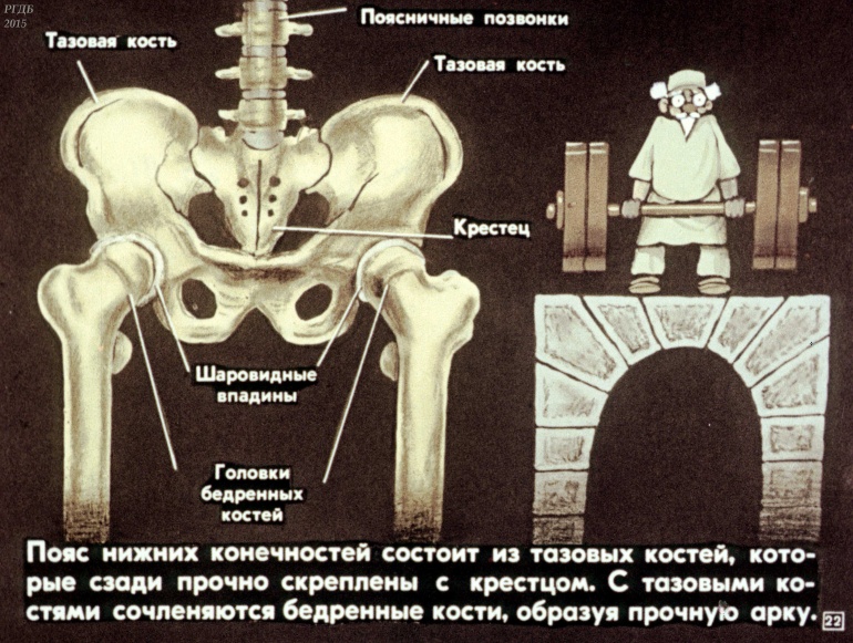 Фото костей таза человека с описанием и суставов скелет