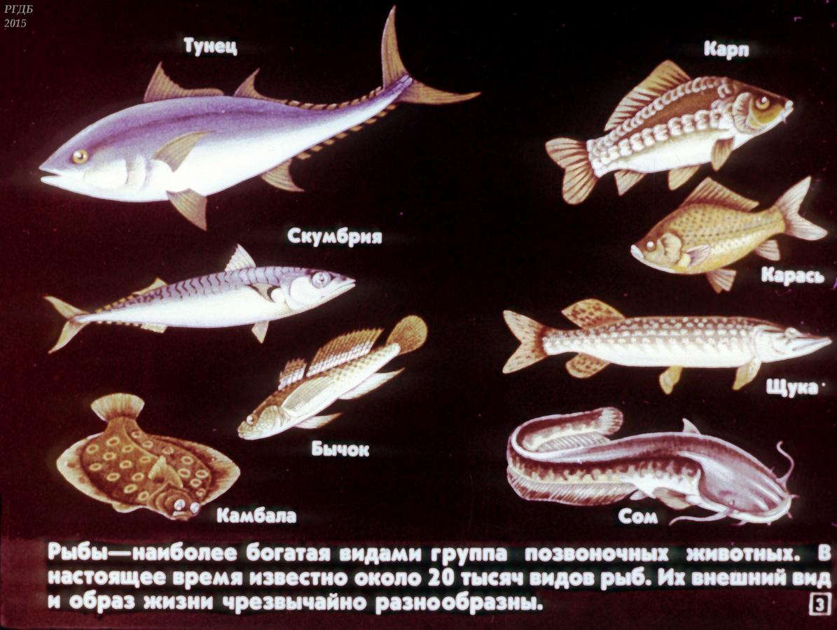 Сколько классов рыб. Классы рыб. Рыбы учебник Советский. Кожа костных рыб. Все классы рыб.