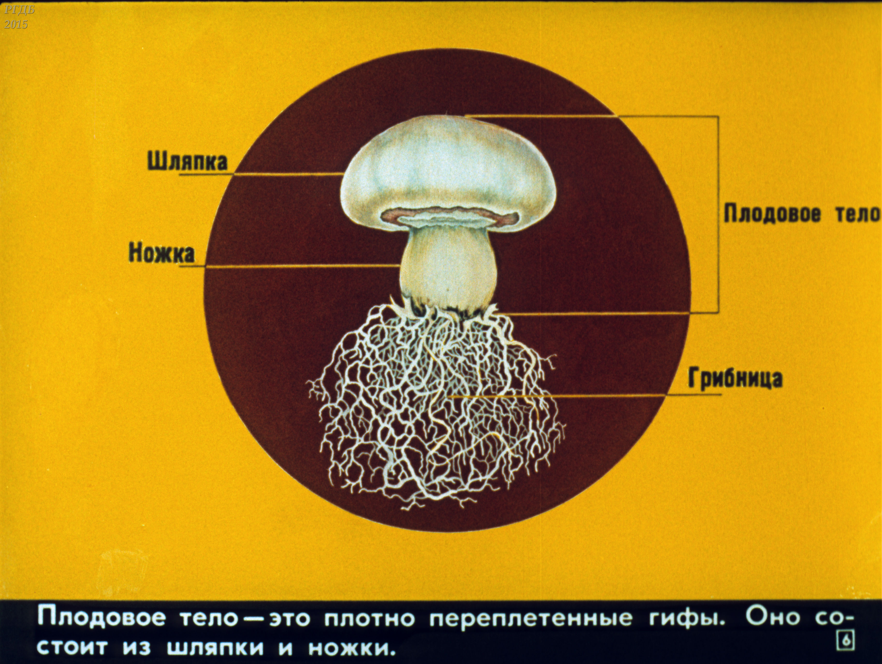 Гифы грибов. Гиф у грибов. Грибы биология. Клейкие кольца у грибов. П 14 биология