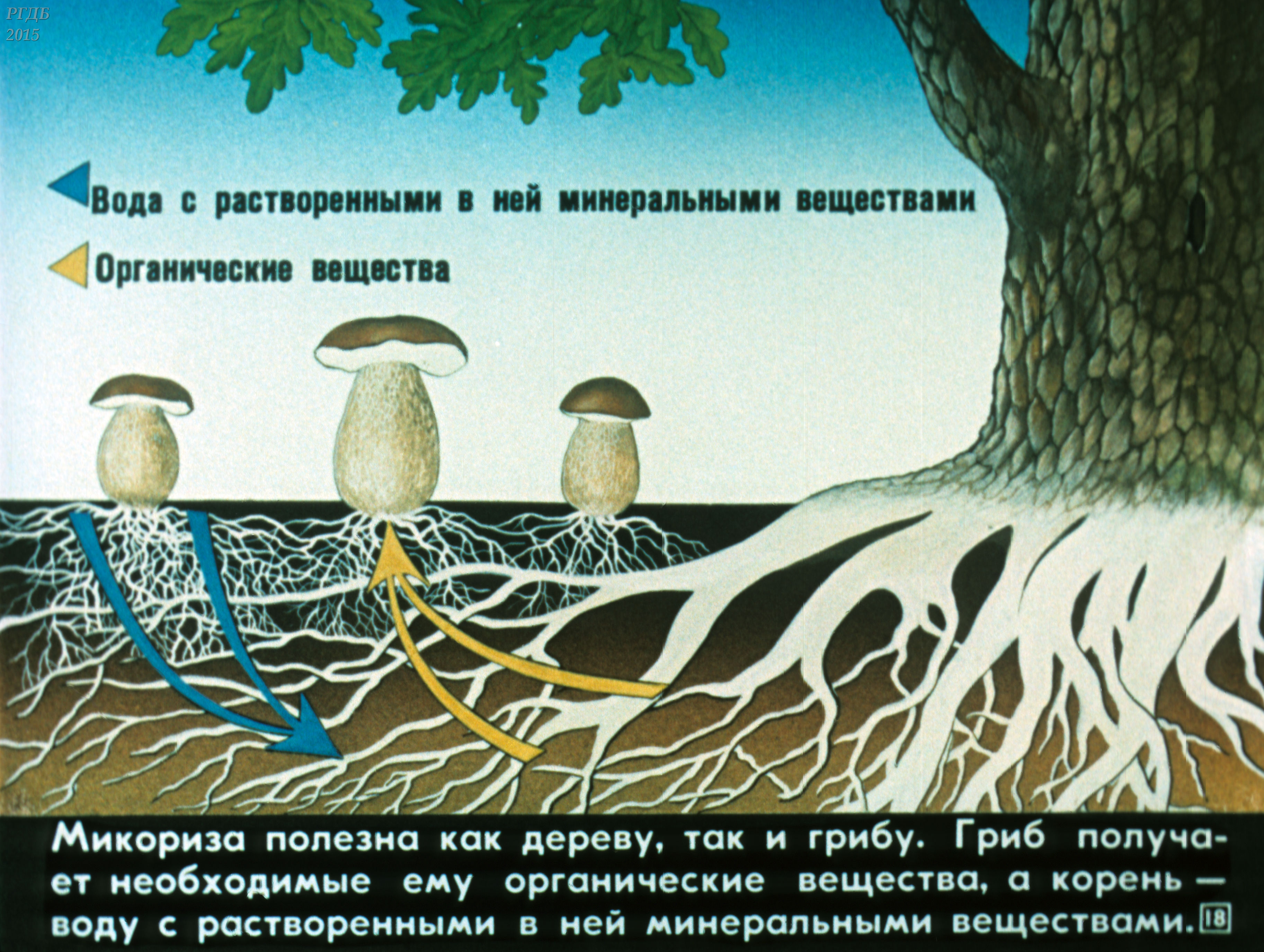 Корни грибов как называется. Схема симбиоза гриба и дерева. Микориза с грибами-симбионтами. Симбиоз гриба и дерева. Взаимосвязь грибов и деревьев.