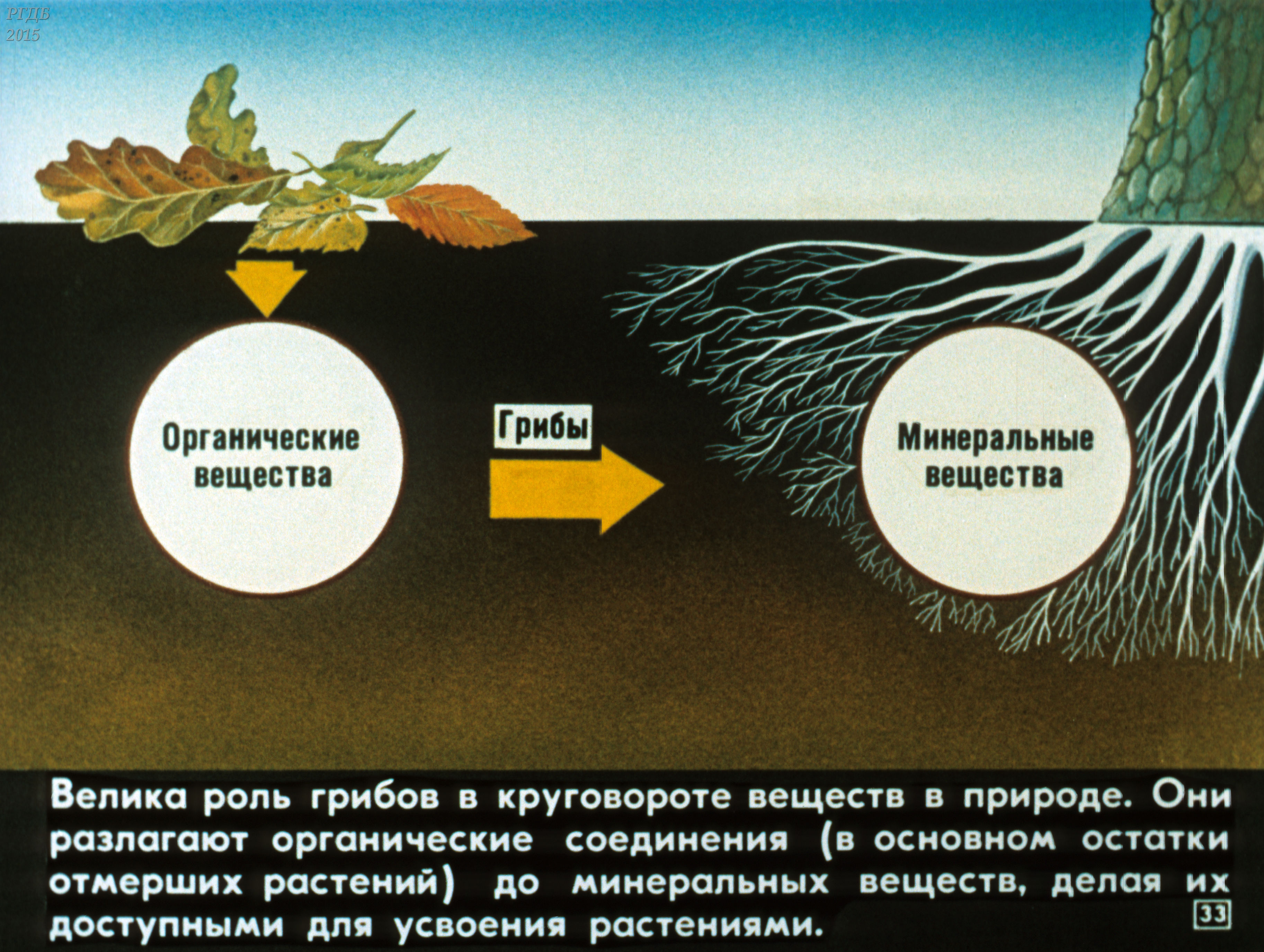 Бактерии грибы в круговороте веществ выполняют роль. Участие грибов в круговороте веществ. Роль грибов в круговороте веществ. Грибы участвуют в круговороте веществ. Роль грибов в круговороте веществ в природе.