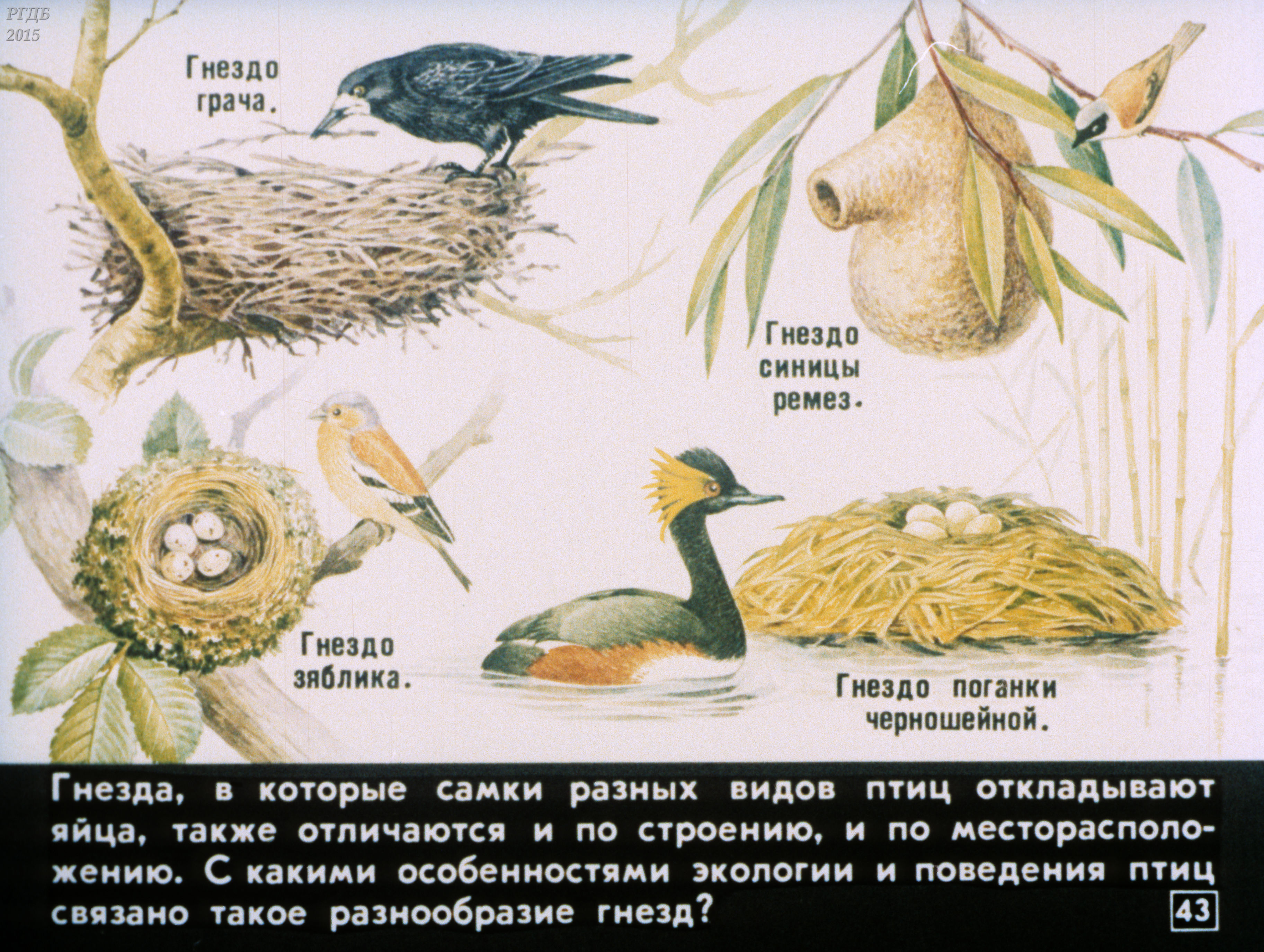 Определить гнезда птиц. Типы гнезд птиц. Гнёзда птиц с названиями. Разнообразие гнезд птиц. Виды птичьих гнезд.