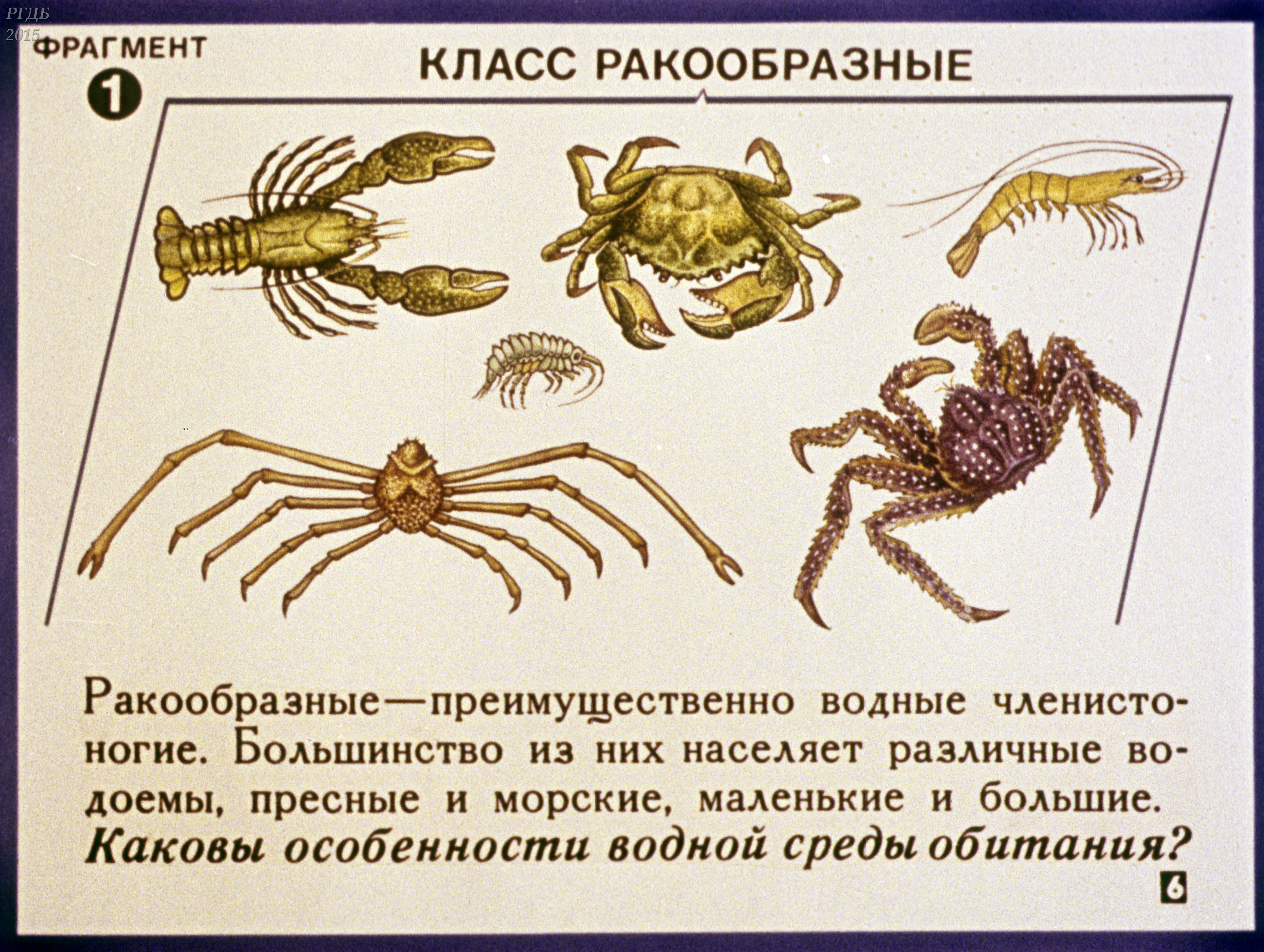 Ракообразные паукообразные насекомые конечности. Класс ракообразные. Ракообразные и паукообразные. Представители класса ракообразные. Виды членистоногих ракообразные.