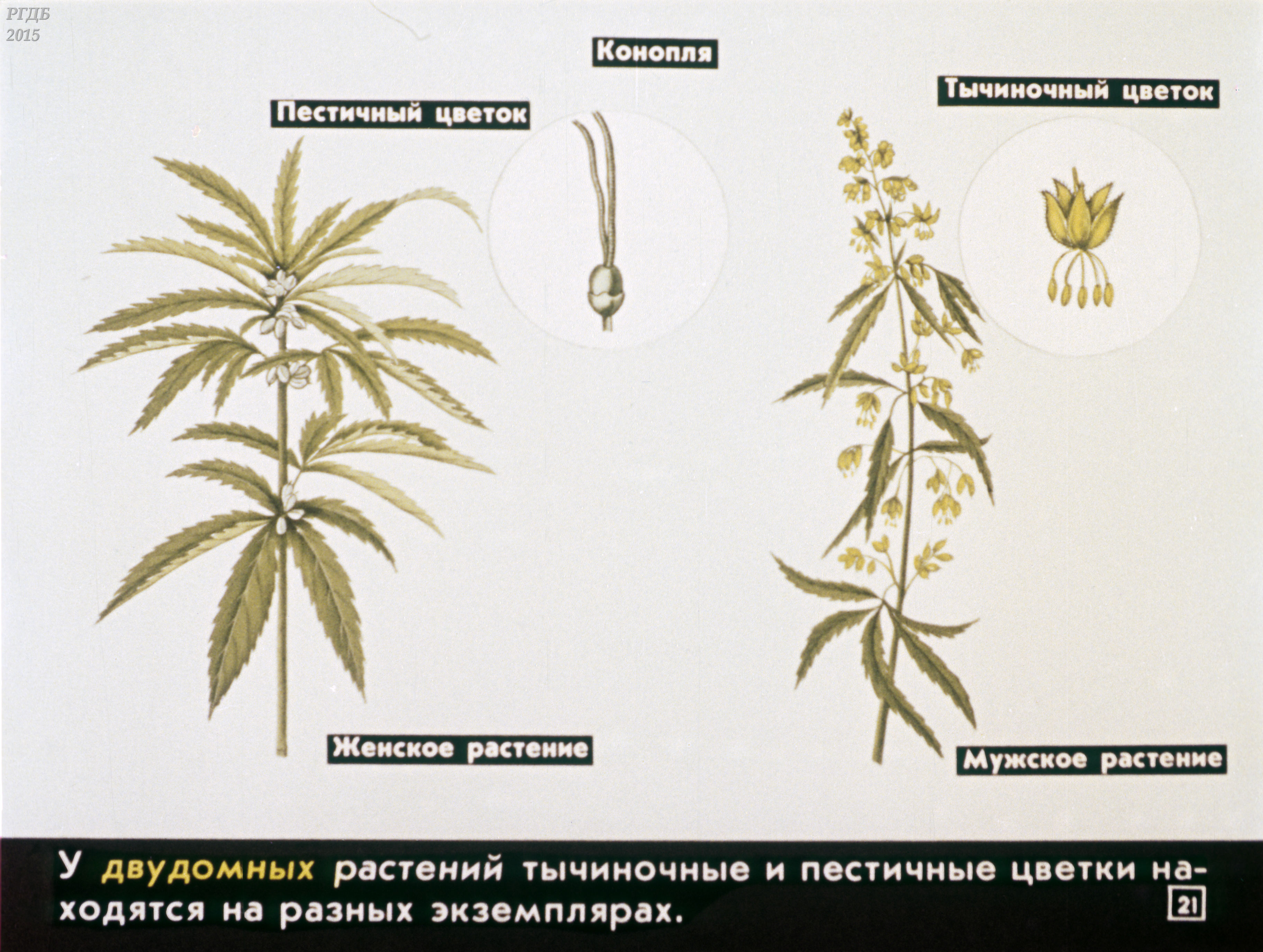 Конопля отличия женских растений от мужских дюпон и конопля